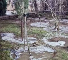 طبیعت‌درمانی زمستانی درختان در منطقه یک؛ یخ‌آب جایگزین سموم شیمیایی