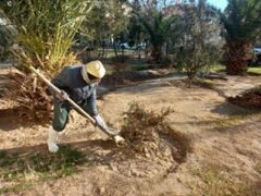 آماده‌سازی، نگهداشت و هرس درختان در فصل زمستان